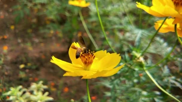 Bin Flyger Lavendelblom Samlar Pollen Makro Skott Närbild Honungsbin Flyger — Stockvideo