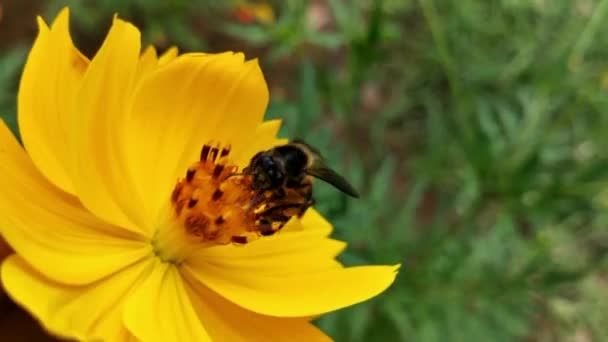 ラベンダーの花に蜂の飛行 花粉の収集 マクロショット ミツバチの巣を閉めろ 紫色の花の周りを飛ぶ 春に蜜花粉を集めるミツバチ 晴れた日 花から蜜を集める花粉で覆われたスローモーションフライングハニービー — ストック動画