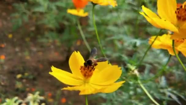 Biene Fliegt Lavendelblüte Sammelt Pollen Makroschuss Nahaufnahme Von Honigbienen Fliegende — Stockvideo