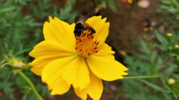 Biene Fliegt Lavendelblüte Sammelt Pollen Makroschuss Nahaufnahme Von Honigbienen Fliegende — Stockvideo