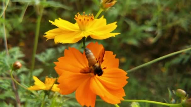 ミツバチの巣を閉めろ 紫色の花の周りを飛ぶ 春に蜜花粉を集めるミツバチ 晴れた日 スローモーションフライングハニービーは チコリの花から蜜を収集花粉で覆われて 春のチコリの花を閉じます マクロショットハニービー — ストック動画