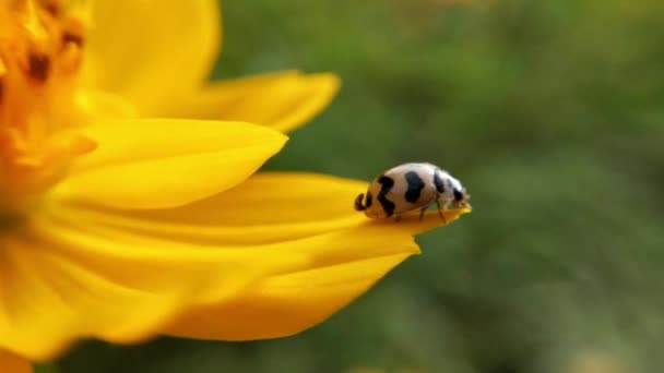 Macro Ladybird Extendió Sus Alas Antes Despegar Con Una Brizna — Vídeo de stock