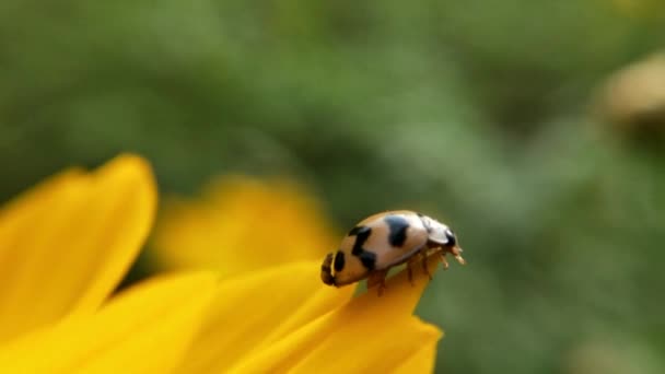 Macro Ladybird Abriu Asas Antes Decolar Com Uma Lâmina Grama — Vídeo de Stock