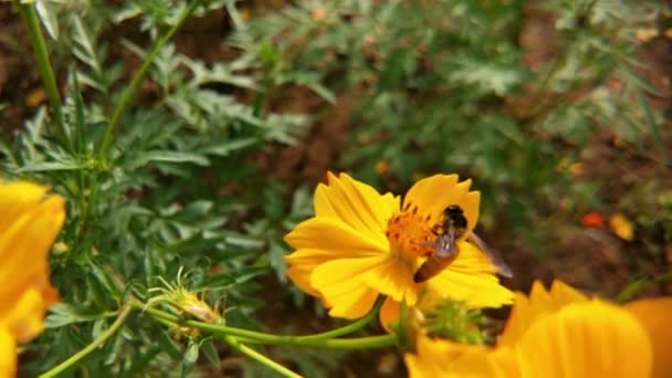 Close Honey Bees Flying Purple Flowers Bees Collecting Nectar Pollen — Stock Video