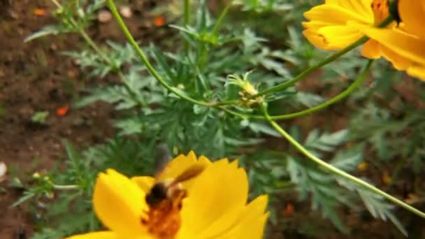 Медова Бджола Квітках Orange Daisy Парку Зеленим Фоном Деталь Бджіл — стокове відео