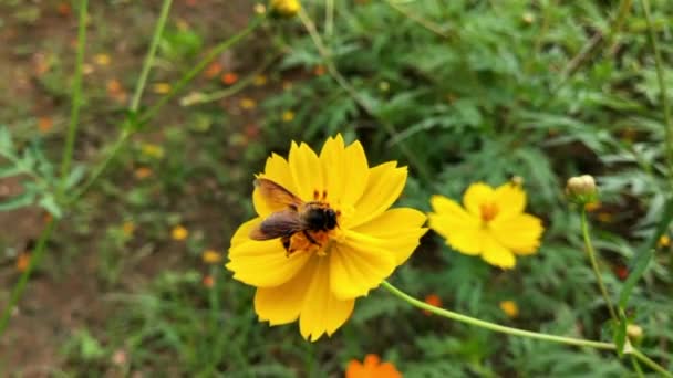 Med Včela Oranžové Květy Daisy Parku Zeleným Pozadím Detail Včely — Stock video