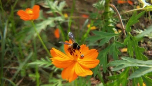 Abelha Mel Flores Orange Daisy Parque Com Fundo Verde Detalhe — Vídeo de Stock