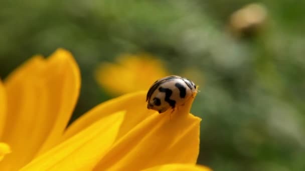 Macro Ladybird Ανοίξει Φτερά Του Πριν Από Την Απογείωση Μια — Αρχείο Βίντεο