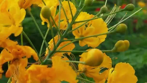 오렌지 데이지꽃은 공원의 오렌지 코스모스 포루스 플로우에 꿀벌이나 꿀벌의 꼬리가 — 비디오