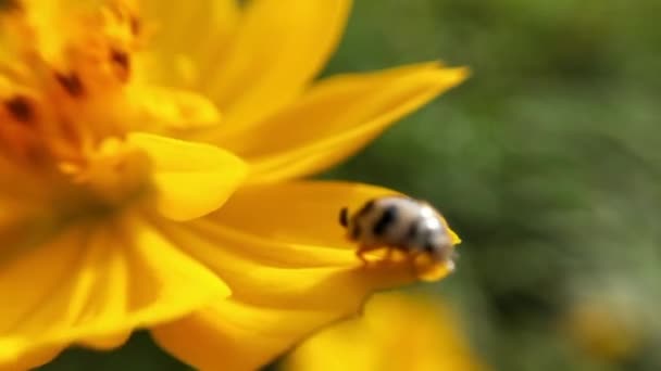 Macro Ladybird Расправила Крылья Перед Взлетом Травинкой Замедленной Съемке Волосатый — стоковое видео