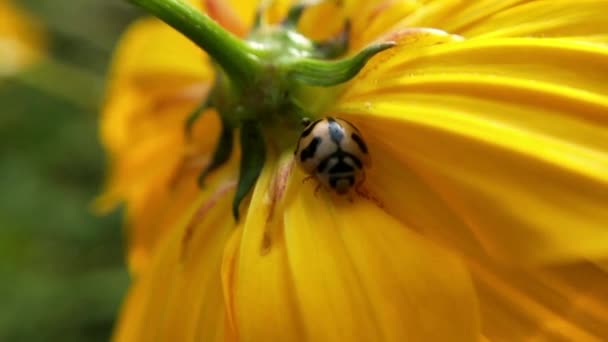 Macro Ladybird Розпускає Крила Перед Зльотом Лопатою Трави Повільному Русі — стокове відео