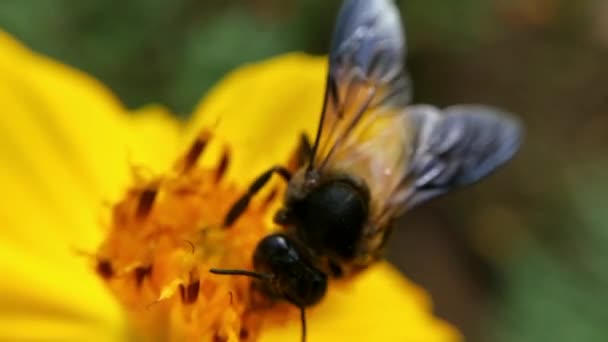 公園内のオレンジデイジーの花でミツバチ緑の背景 オレンジ色のコスモスのミツバチやミツバチの詳細硫黄の流れ 美しい 閉じる 閉じるカラフルな 蜂飛行 — ストック動画