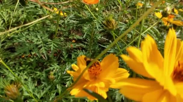 Закрыть Медовые Пчёлы Летают Вокруг Фиолетовых Цветов Пчелы Собирают Нектар — стоковое видео