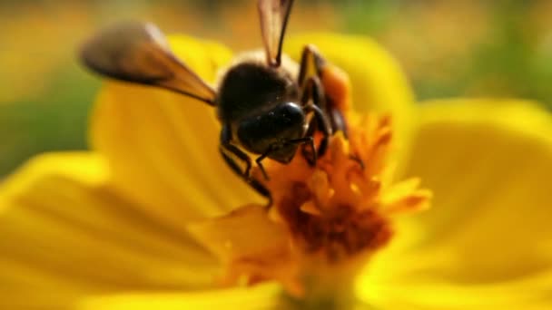 Bal Arılarını Kapatın Mor Çiçeklerin Etrafında Uçmak Arılar Ilkbaharda Nektar — Stok video