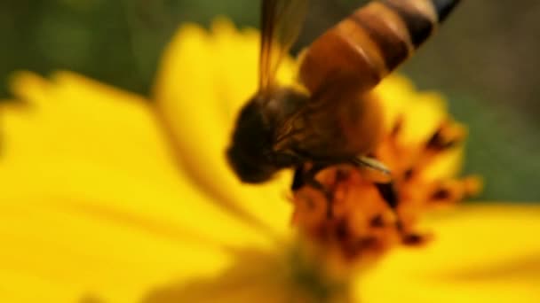Zbliżenie Pszczół Miodnych Latanie Wokół Fioletowych Kwiatów Pszczoły Zbierające Pyłek — Wideo stockowe