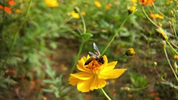 蜂蜜蜜蜂的近身 在紫色的花周围飞舞蜜蜂在春天采集花蜜花粉 阳光灿烂的日子 慢动作飞蜜蜂窝与花粉收集花蜜从小鸡花 春天的小鸡花关门了 巨无霸蜜蜂 — 图库视频影像