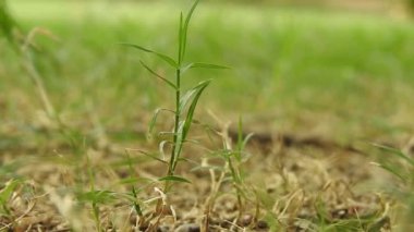 Kahverengi makro ve yakın plan Cyperus rotundaları. Doğada yeşil yalıtılmış arka planda bulunan süs çimenleri olarak da bilinir. Romantik çekimler için yakın plan sinematik film videosu. Günbatımında güneş ışığı yansıması olan altın ve kahverengi otlar 