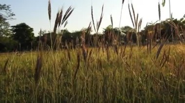 Kahverengi makro ve yakın plan Cyperus rotundaları. Doğada yeşil yalıtılmış arka planda bulunan süs çimenleri olarak da bilinir. Romantik çekimler için yakın plan sinematik film videosu. Günbatımında güneş ışığı yansıması olan altın ve kahverengi otlar 