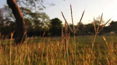 Parkta gün batımında güneş ışığı yansıyan altın ve kahverengi çimenler romantik sahneler için sinematik bir video. Gün batımında güzel altın çimenler Kahverengi makro ve yakın plan Cyperus rotundaları olarak da bilinir.