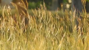 Parkta gün batımında güneş ışığı yansıyan altın ve kahverengi çimenler romantik sahneler için sinematik bir video. Gün batımında güzel altın çimenler Kahverengi makro ve yakın plan Cyperus rotundaları olarak da bilinir.