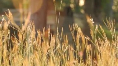 Parkta gün batımında güneş ışığı yansıyan altın ve kahverengi çimenler romantik sahneler için sinematik bir video. Gün batımında güzel altın çimenler Kahverengi makro ve yakın plan Cyperus rotundaları olarak da bilinir.