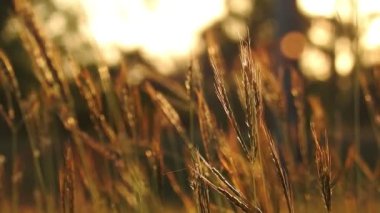 Parkta gün batımında güneş ışığı yansıyan altın ve kahverengi çimenler romantik sahneler için sinematik bir video. Gün batımında güzel altın çimenler Kahverengi makro ve yakın plan Cyperus rotundaları olarak da bilinir.