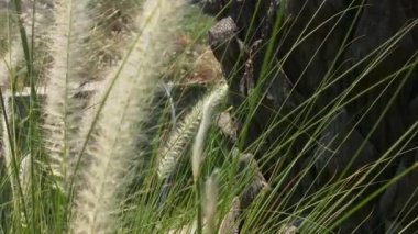 Parkta gün batımında güneş ışığı yansıyan altın ve kahverengi çimenler romantik sahneler için sinematik bir video. Gün batımında güzel altın çimenler Kahverengi makro ve yakın plan Cyperus rotundaları olarak da bilinir.