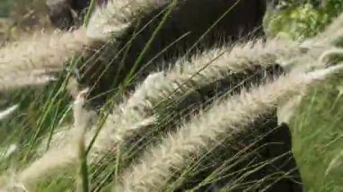 Parkta gün batımında güneş ışığı yansıyan altın ve kahverengi çimenler romantik sahneler için sinematik bir video. Gün batımında güzel altın çimenler Kahverengi makro ve yakın plan Cyperus rotundaları olarak da bilinir.