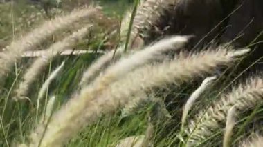 Parkta gün batımında güneş ışığı yansıyan altın ve kahverengi çimenler romantik sahneler için sinematik bir video. Gün batımında güzel altın çimenler Kahverengi makro ve yakın plan Cyperus rotundaları olarak da bilinir.