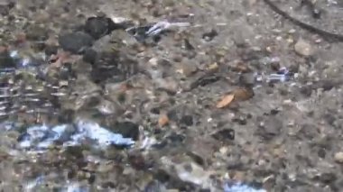 Parkta gün batımında güneş ışığı yansıyan altın ve kahverengi çimenler romantik sahneler için sinematik bir video. Gün batımında güzel altın çimenler Kahverengi makro ve yakın plan Cyperus rotundaları olarak da bilinir.