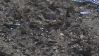 Parkta gün batımında güneş ışığı yansıyan altın ve kahverengi çimenler romantik sahneler için sinematik bir video. Gün batımında güzel altın çimenler Kahverengi makro ve yakın plan Cyperus rotundaları olarak da bilinir.