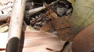 Vahşi Kırmızı Karıncalar kuru yaprağın üzerinde ormanda hareket ediyorlar. Kırmızı karınca kuru yaprakların üzerinde yürüyor, büyük siyah hasat karıncaları iterek büyük kurumuş çöl yapraklarını kesmeye çalışıyor. Karınca takımı konsepti. Ağaç yuvasındaki kırmızı karıncalar.