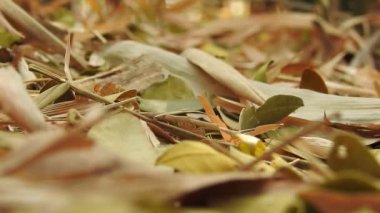 Vahşi Kırmızı Karıncalar kuru yaprağın üzerinde ormanda hareket ediyorlar. Kırmızı karınca kuru yaprakların üzerinde yürüyor, büyük siyah hasat karıncaları iterek büyük kurumuş çöl yapraklarını kesmeye çalışıyor. Karınca takımı konsepti. Ağaç yuvasındaki kırmızı karıncalar.