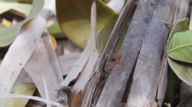 Vahşi Kırmızı Karıncalar kuru yaprağın üzerinde ormanda hareket ediyorlar. Kırmızı karınca kuru yaprakların üzerinde yürüyor, büyük siyah hasat karıncaları iterek büyük kurumuş çöl yapraklarını kesmeye çalışıyor. Karınca takımı konsepti. Ağaç yuvasındaki kırmızı karıncalar.