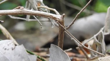 Karınca köprüsü birliği takımı. Karınca hareketi devam ediyor. Karınca köprüsü birliği ekibi, konsept ekip birlikte çalışsın. Güneşte, kırmızı karınca yuvası, dev kırmızı karıncalar yuvadaki karınca yumurtalarını doğa arka planlı mango yeşil yaprağından korur. Yaprak Kesen Karıncaların yakın çekim makro görüntüleri