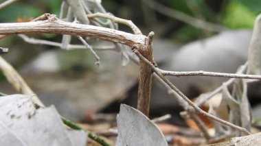 Karınca köprüsü birliği takımı. Karınca hareketi devam ediyor. Karınca köprüsü birliği ekibi, konsept ekip birlikte çalışsın. Güneşte, kırmızı karınca yuvası, dev kırmızı karıncalar yuvadaki karınca yumurtalarını doğa arka planlı mango yeşil yaprağından korur. Yaprak Kesen Karıncaların yakın çekim makro görüntüleri