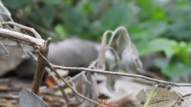 Karınca köprüsü birliği takımı. Karınca hareketi devam ediyor. Karınca köprüsü birliği ekibi, konsept ekip birlikte çalışsın. Güneşte, kırmızı karınca yuvası, dev kırmızı karıncalar yuvadaki karınca yumurtalarını doğa arka planlı mango yeşil yaprağından korur. Yaprak Kesen Karıncaların yakın çekim makro görüntüleri