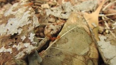 Karınca köprüsü birliği takımı. Karınca hareketi devam ediyor. Karınca köprüsü birliği ekibi, konsept ekip birlikte çalışsın. Güneşte, kırmızı karınca yuvası, dev kırmızı karıncalar yuvadaki karınca yumurtalarını doğa arka planlı mango yeşil yaprağından korur. Yaprak Kesen Karıncaların yakın çekim makro görüntüleri