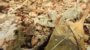 Karınca köprüsü birliği takımı. Karınca hareketi devam ediyor. Karınca köprüsü birliği ekibi, konsept ekip birlikte çalışsın. Güneşte, kırmızı karınca yuvası, dev kırmızı karıncalar yuvadaki karınca yumurtalarını doğa arka planlı mango yeşil yaprağından korur. Yaprak Kesen Karıncaların yakın çekim makro görüntüleri