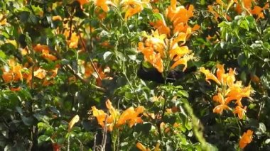 Ruta, ormandaki yeşil yapraklı sarı çiçeğin mezarını kazıyor. Rutaceae, nam-ı diğer zarafet bitkisi ve Balkan Yarımadası 'na özgü turuncu makro çiçekli bal arısı üzerinde uçan bal arısı.