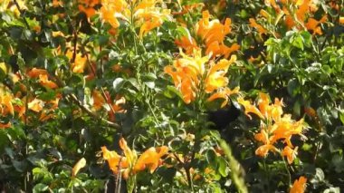 Ruta, ormandaki yeşil yapraklı sarı çiçeğin mezarını kazıyor. Rutaceae, nam-ı diğer zarafet bitkisi ve Balkan Yarımadası 'na özgü turuncu makro çiçekli bal arısı üzerinde uçan bal arısı.