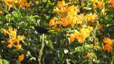 Ruta, ormandaki yeşil yapraklı sarı çiçeğin mezarını kazıyor. Rutaceae, nam-ı diğer zarafet bitkisi ve Balkan Yarımadası 'na özgü turuncu makro çiçekli bal arısı üzerinde uçan bal arısı.