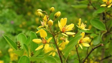 Ruta, ormandaki yeşil yapraklı sarı çiçeğin mezarını kazıyor. Rutaceae, nam-ı diğer zarafet bitkisi ve Balkan Yarımadası 'na özgü turuncu makro çiçekli bal arısı üzerinde uçan bal arısı.