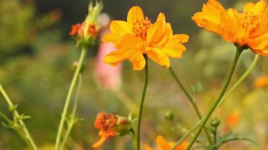 Turuncu makro çiçekli bal arısı, sarı çiçekten polen toplayan uçan bal arısı. Arı arka planda sarı çiçeğin üzerinde uçuyor. Arılar güzel sarı çiçekler ve papatyalar üzerinde polen toplarlar. Bal arısı sarı çiçekte, arılar polen toplar 