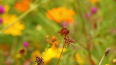 Bir bal arısının nektar poleni toplaması, ağır çekim arıları, Mor Çiçek 'te karşılaşması, yakın plan bal arısı. Uçan sinekler, çiçek sinekleri ya da frengili sinekler, böcek familyası Syrphida. kendilerini tehlikeli böcekler ve arılar olarak gizlerler..