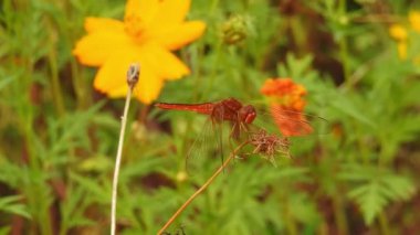 Bir bal arısının nektar poleni toplaması, ağır çekim arıları, Mor Çiçek 'te karşılaşması, yakın plan bal arısı. Uçan sinekler, çiçek sinekleri ya da frengili sinekler, böcek familyası Syrphida. kendilerini tehlikeli böcekler ve arılar olarak gizlerler..
