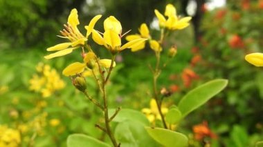 Bal arısı, Citrus Portakal Çiçeği 'nden polen topluyor. Uçan çiçekler, çiçek sinekleri ya da frengili sinekler, böcek familyası Syrphid. Arı ve arılar gibi tehlikeli böceklerdir. Birçok türün yetişkinleri ağırlıklı olarak nektar ve polen çiçekleriyle beslenir. Arı