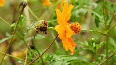 Bal arısı, Citrus Portakal Çiçeği 'nden polen topluyor. Uçan çiçekler, çiçek sinekleri ya da frengili sinekler, böcek familyası Syrphid. Arı ve arılar gibi tehlikeli böceklerdir. Birçok türün yetişkinleri ağırlıklı olarak nektar ve polen çiçekleriyle beslenir. Arı