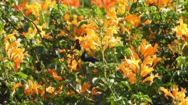 Bal arısı, Citrus Portakal Çiçeği 'nden polen topluyor. Uçan çiçekler, çiçek sinekleri ya da frengili sinekler, böcek familyası Syrphid. Arı ve arılar gibi tehlikeli böceklerdir. Birçok türün yetişkinleri ağırlıklı olarak nektar ve polen çiçekleriyle beslenir. Arı