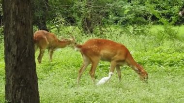 Chital ya da cheetal, Axis ekseni, benekli geyik ya da eksen geyiği doğa habitatında. Güçlü, görkemli yetişkin hayvanlar haykırın. Ormanda benekli geyik bulundu. Yala Ulusal Parkı 'nda vahşi benekli geyik. Geyik. Benekli Geyik (Chital), Chital veya Cheetal geyiği